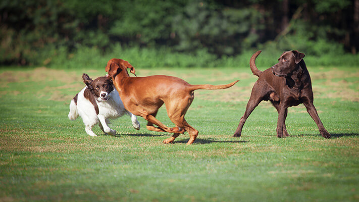 Three dogs playing in a park
