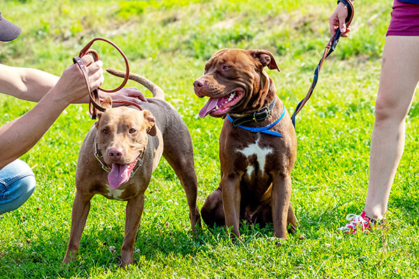 Two dogs of the breed American pit bull near their owners in the park on a walk