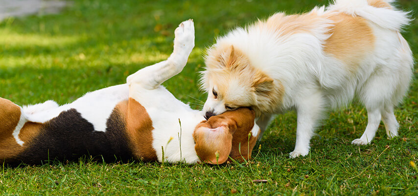 Two dogs playing on green grass outdoors with one dog laying upside down