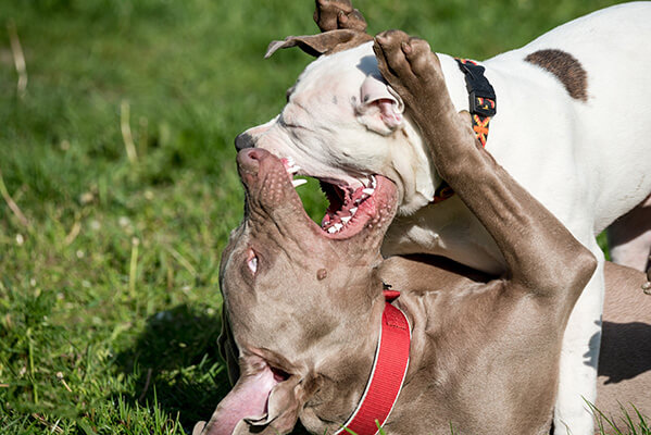 Two young Weimaraner and Pitbull dogs in play socializing and exercising biting inhibition