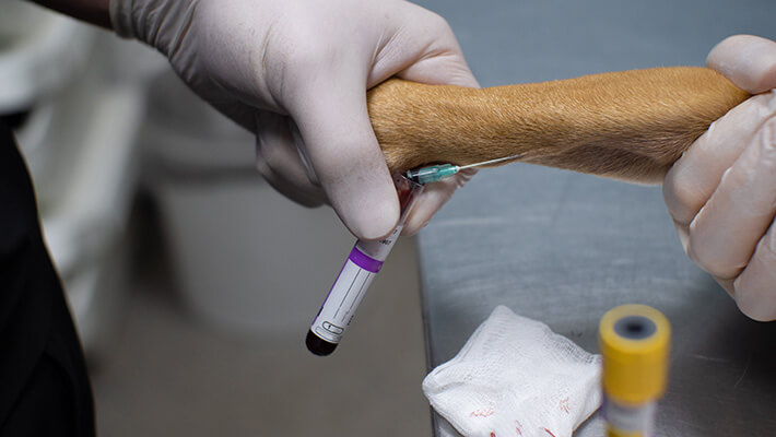 Veterinary procedure for taking venous blood from an animal for laboratory analysis