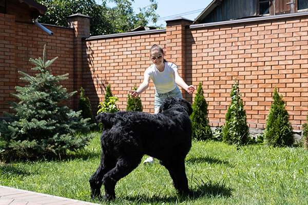 Young woman playing with giant schnauzer in the backyard