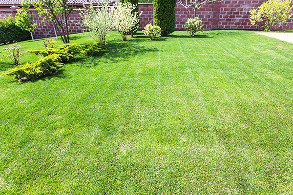 A well groomed lawn can help prevent fleas and ticks
