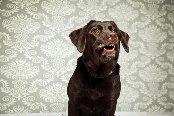 Behavior Of Labrador Retrievers: Can Labs Be Aggressive?