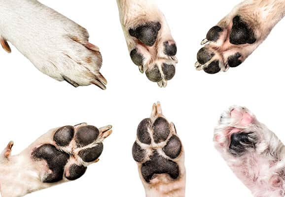 Discover the adorable mystery behind your puppy's oversized front paws! Unravel the why and learn how it impacts their growth.