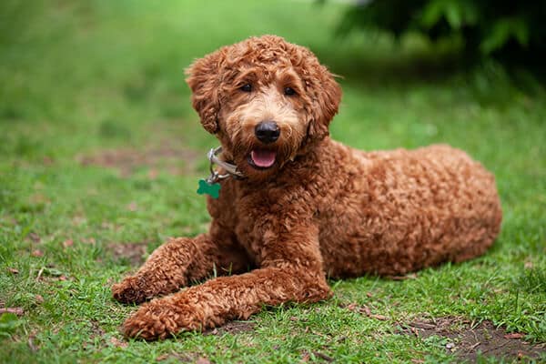 Cute brown labradoodle lying down on the grass