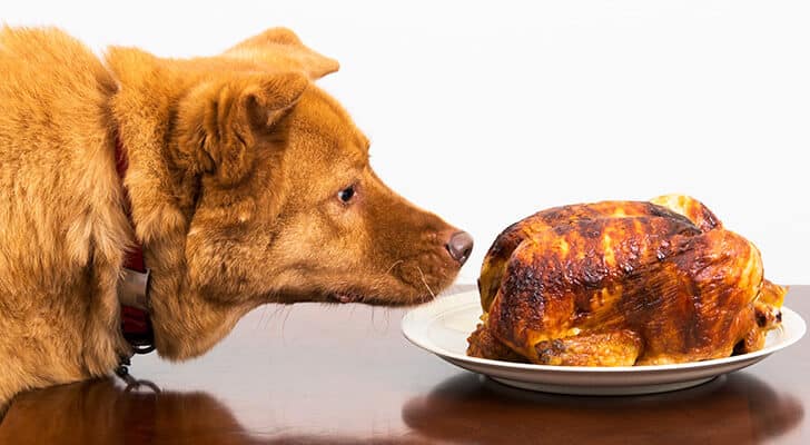 Dog about to eat rotisserie chicken