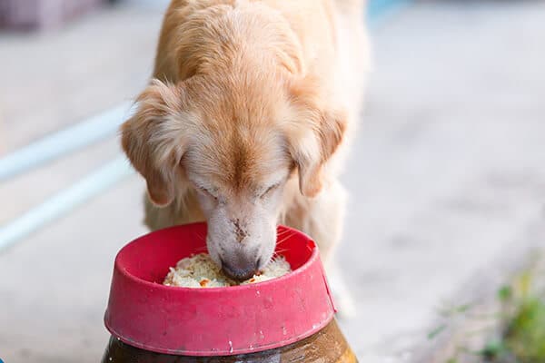 Golden retriever eating rice out of a dog bowl