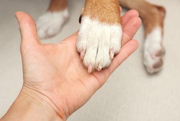 Hand holding dog paw with split nail or claw