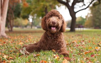 Are Labradoodles Hypoallergenic And Good For Allergies?