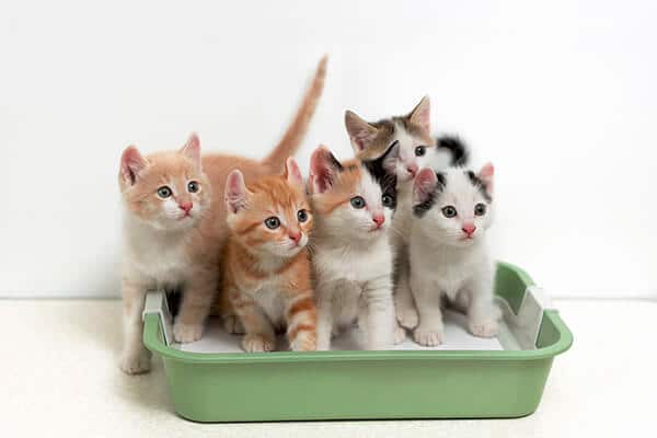 Kittens sitting in cat litter box