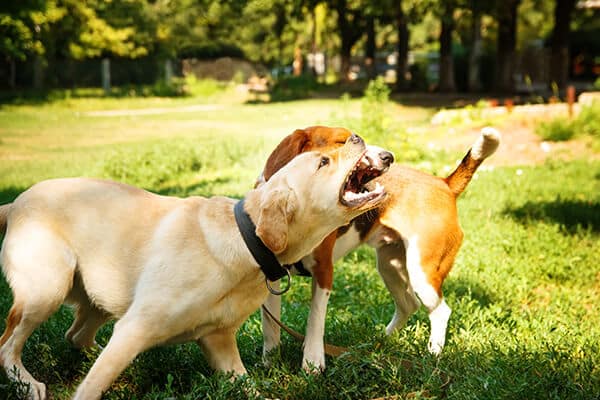 Labrador and beagle fighting outdoors