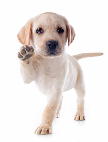 Puppy labrador retriever Showing front paw waving