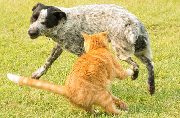An orange cat chasing a dog in the yard
