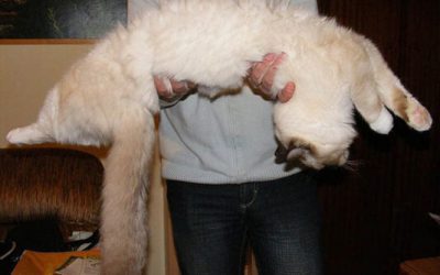 Odd Feline Behavior: Why My Cat Goes Limp When Held