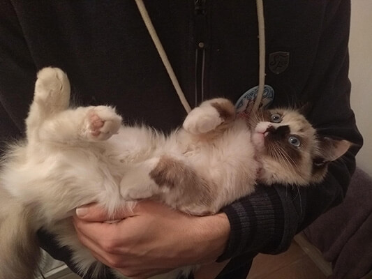 Cat laying in owners arms showing her belly