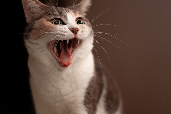 Close up of cat screaming