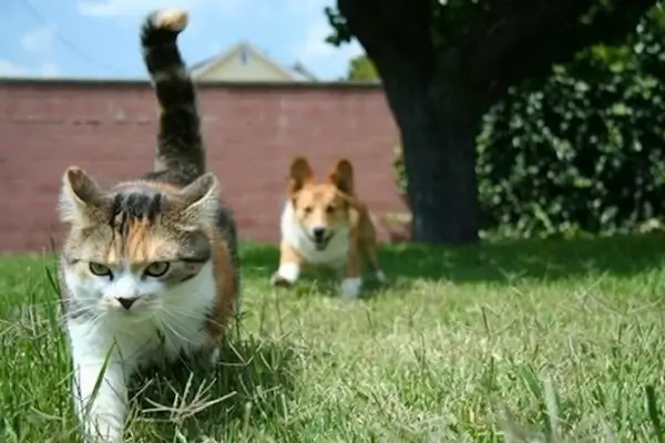 Dog chasing cat in the backyard