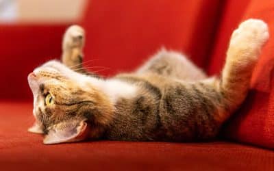Trust Behavior Of Cats: Why Does My Cat Show Her Belly?