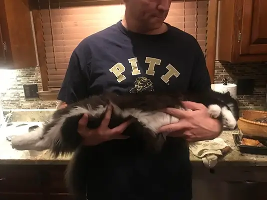 Ragdoll cat goes limp in owners arms