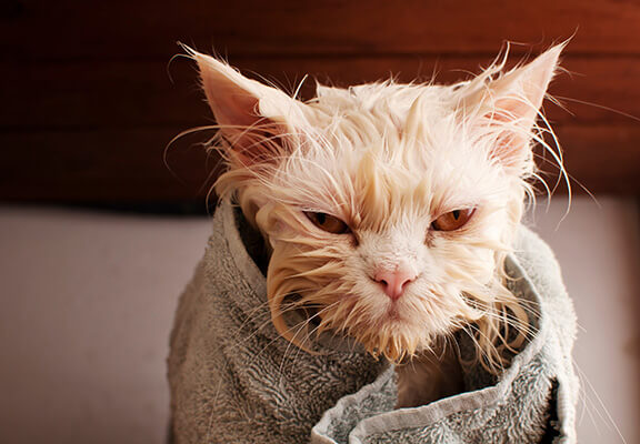 Wet cat that looks angry